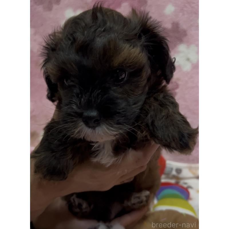 販売中の茨城県のミックス犬-424339の5枚目