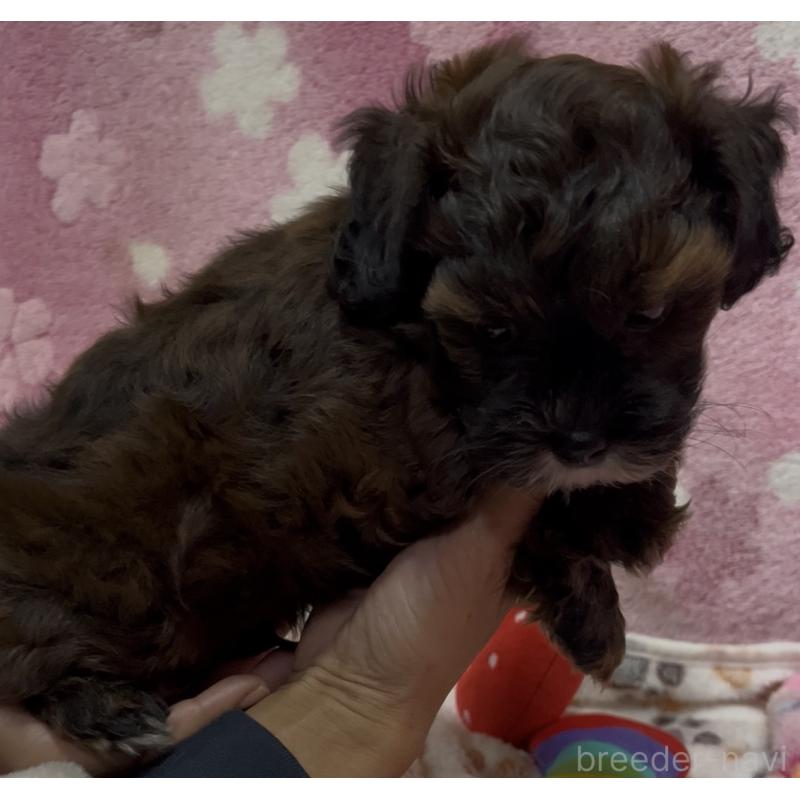 販売中の茨城県のミックス犬-424339の4枚目