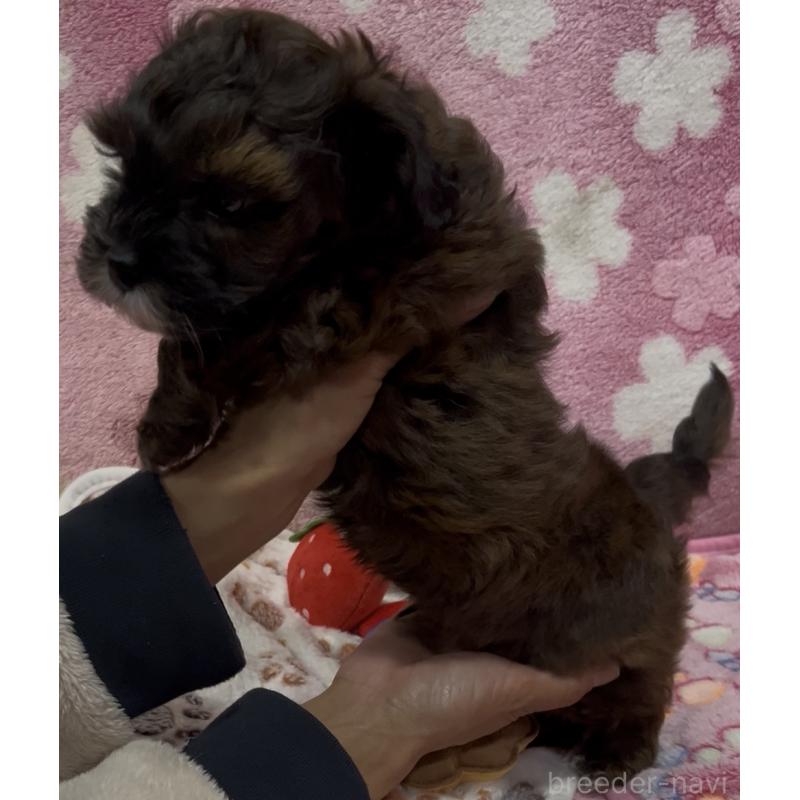 販売中の茨城県のミックス犬-424339の2枚目