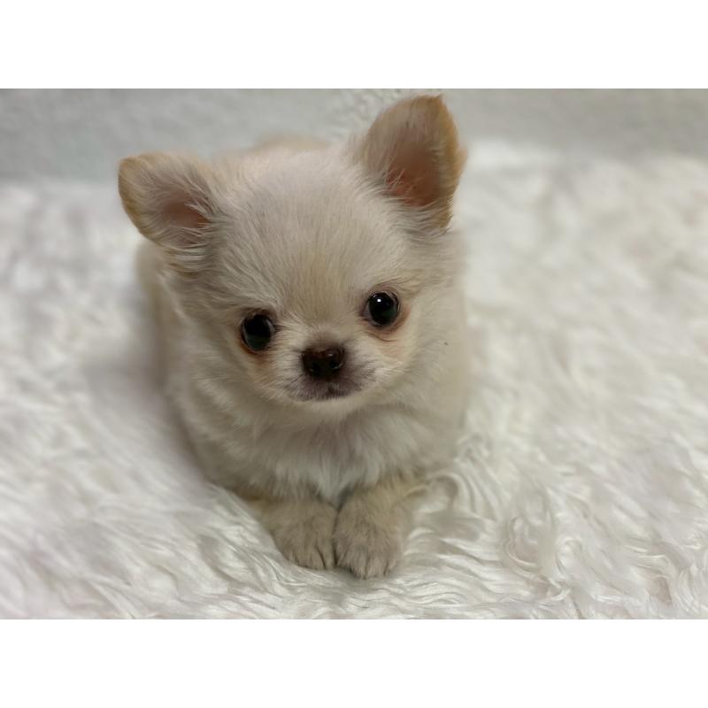 販売中の岡山県のチワワ(ロングコート)-424341の7枚目