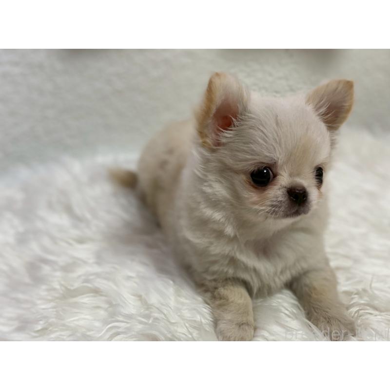 販売中の岡山県のチワワ(ロングコート)-424341の6枚目