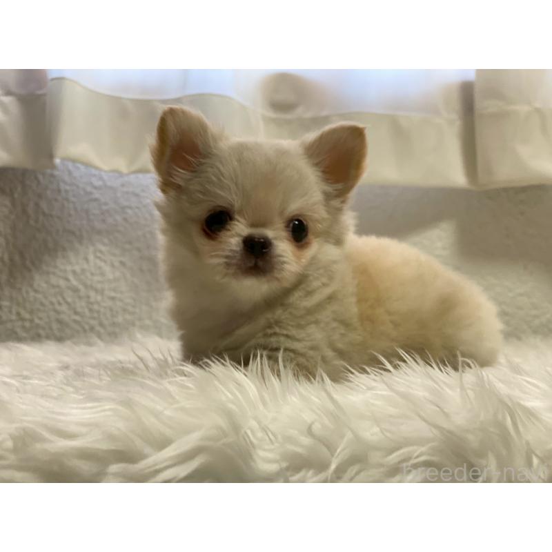 販売中の岡山県のチワワ(ロングコート)-424341の5枚目