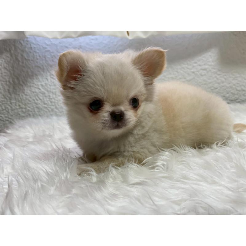 販売中の岡山県のチワワ(ロングコート)-424341の4枚目