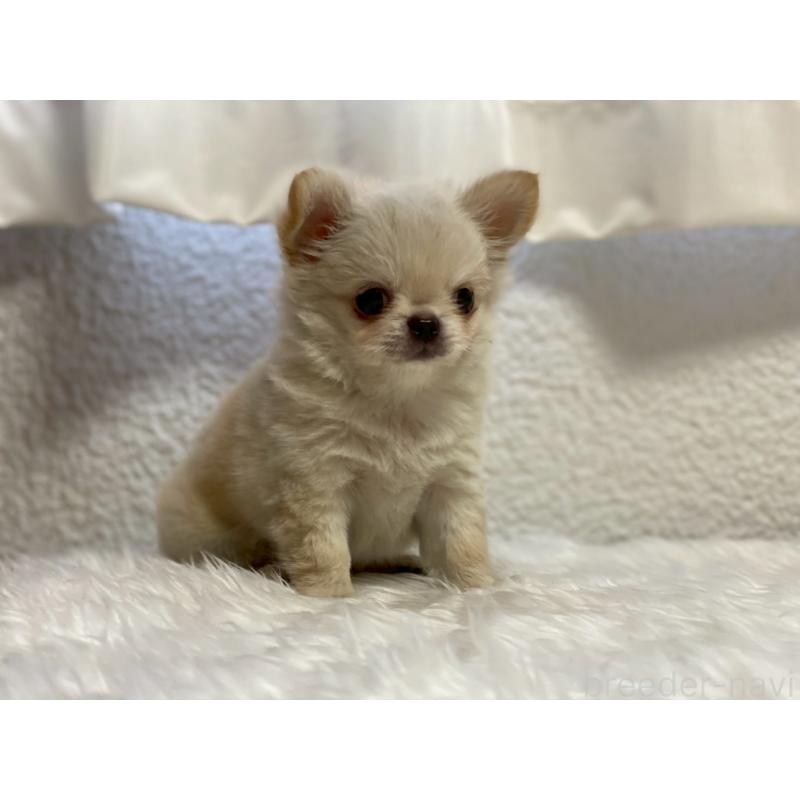 販売中の岡山県のチワワ(ロングコート)-424341の3枚目