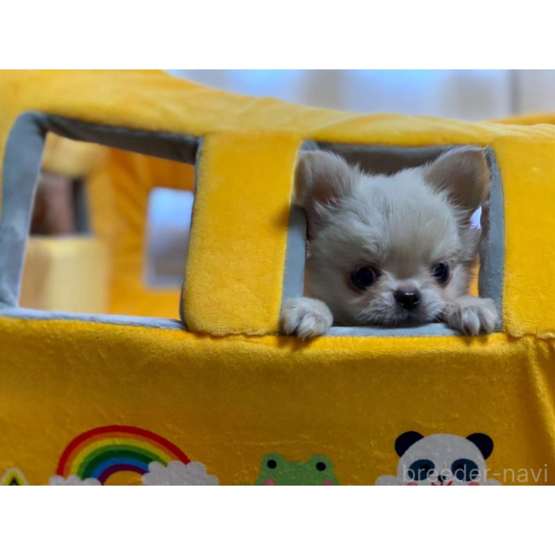 販売中の岡山県のチワワ(ロングコート)-424341の2枚目