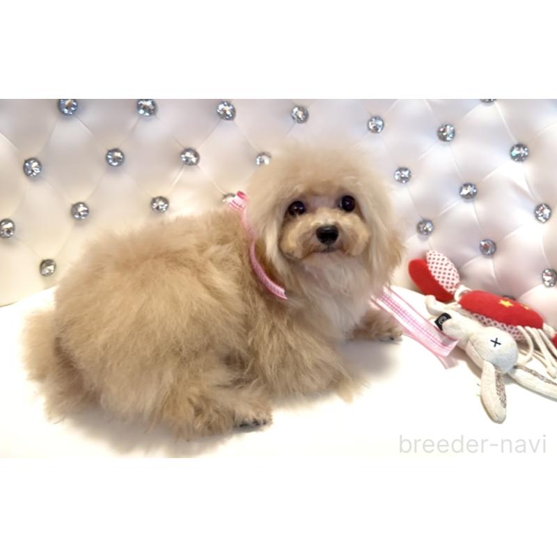 販売中の徳島県のティーカッププードル-420567の4枚目