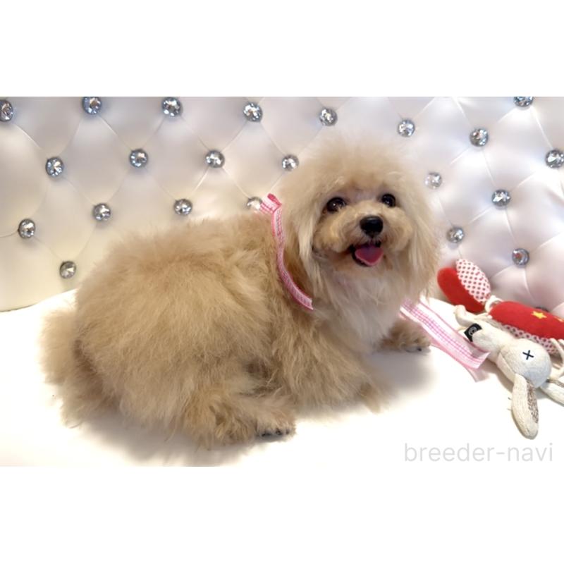 販売中の徳島県のティーカッププードル-420567の3枚目