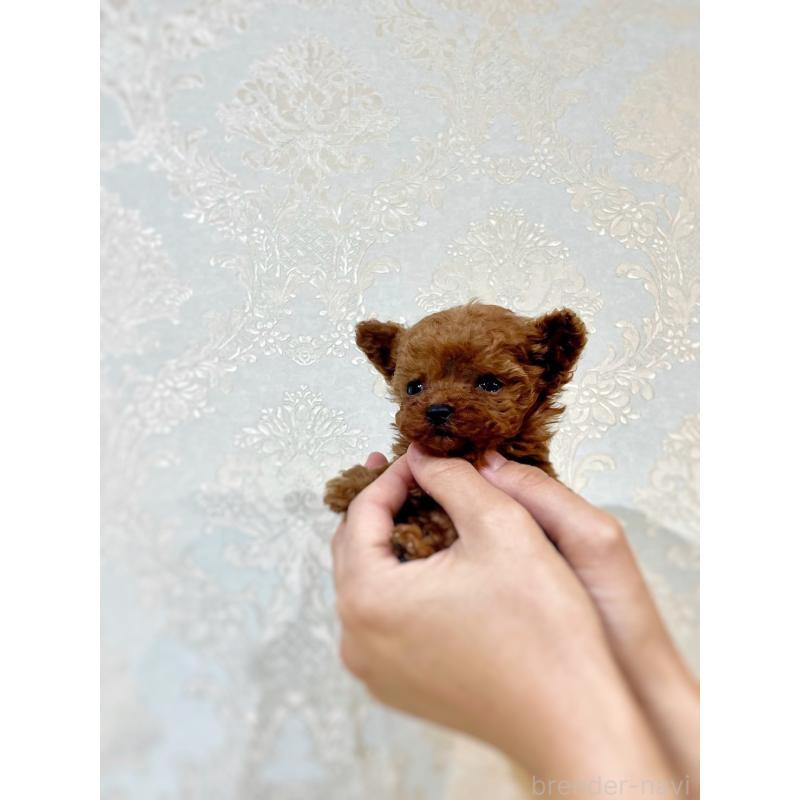 販売中の石川県のティーカッププードル-418512の3枚目