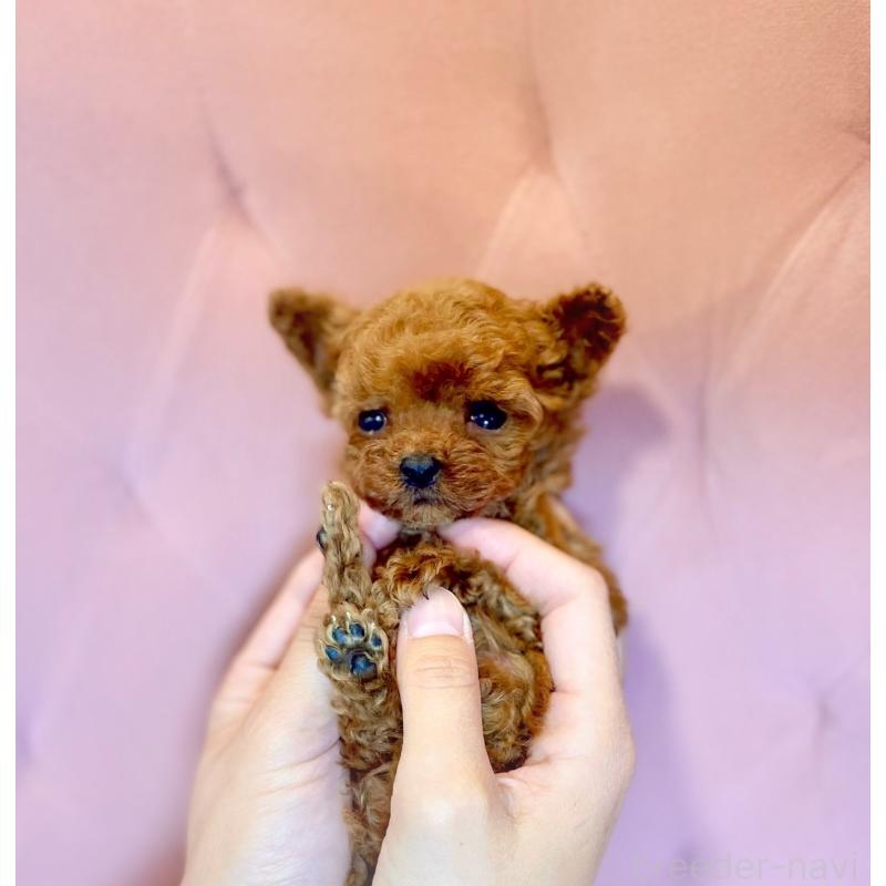 販売中の石川県のティーカッププードル-418512の2枚目