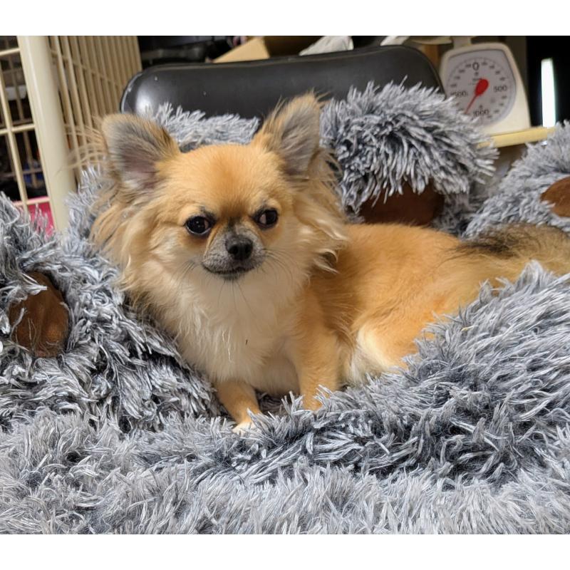 販売中の秋田県のチワワ(ロングコート)-376315の5枚目