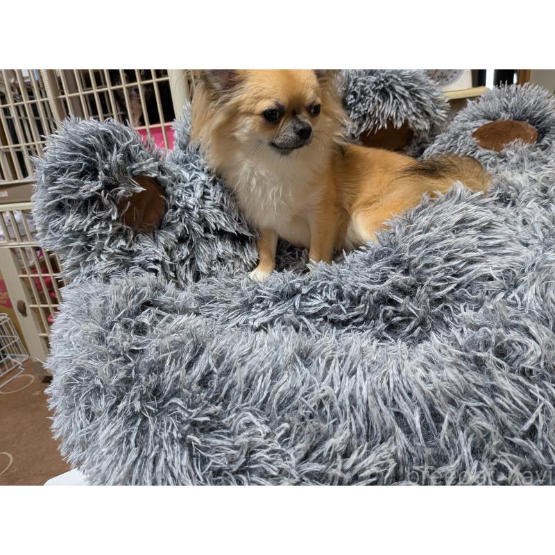 販売中の秋田県のチワワ(ロングコート)-376315の4枚目