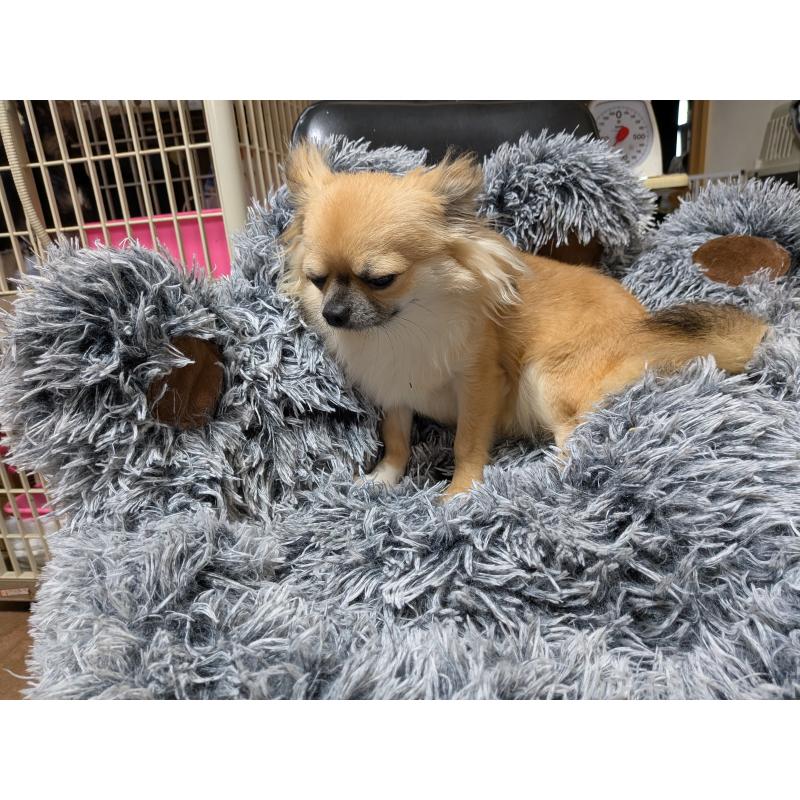 販売中の秋田県のチワワ(ロングコート)-376315の3枚目