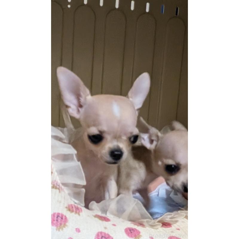 成約済の秋田県のチワワ(スムースコート)-417377の2枚目