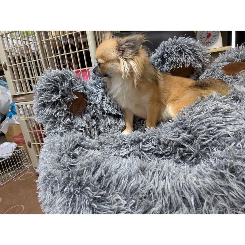 販売中の秋田県のチワワ(ロングコート)-376315の2枚目