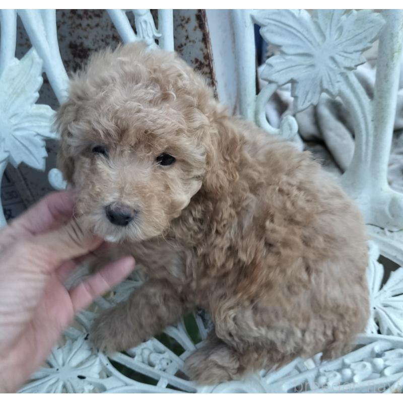 販売中の岐阜県のミニチュアプードル-424149