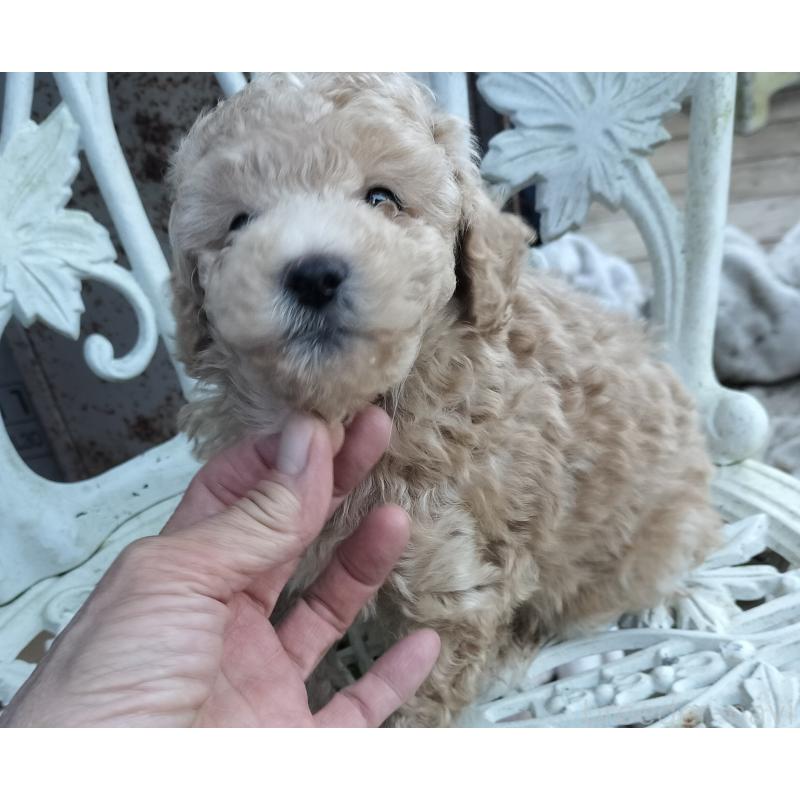 販売中の岐阜県のミニチュアプードル-424148
