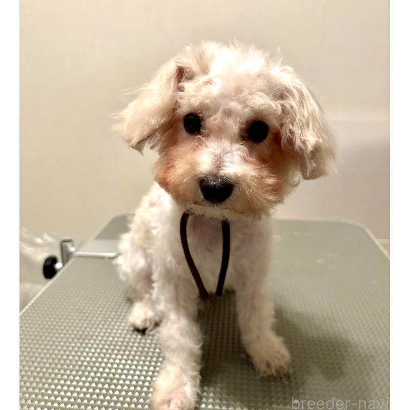 販売中の東京都のミックス犬-404057の8枚目