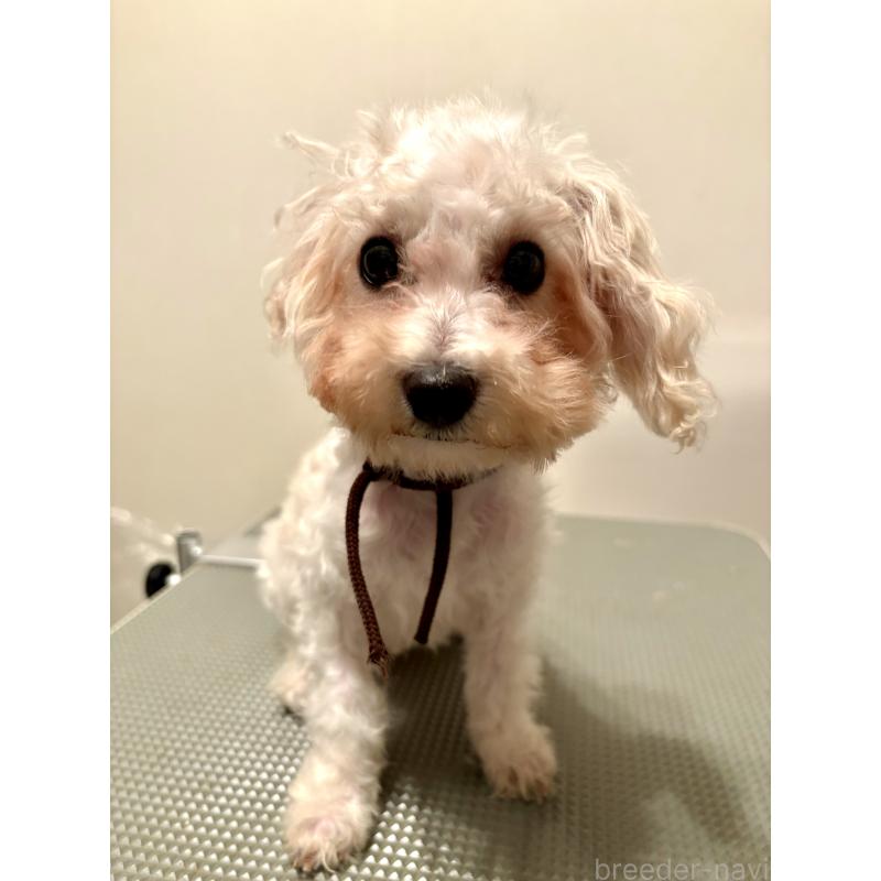 販売中の東京都のミックス犬-404057の7枚目