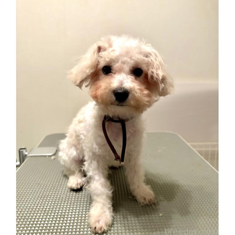 販売中の東京都のミックス犬-404057の6枚目