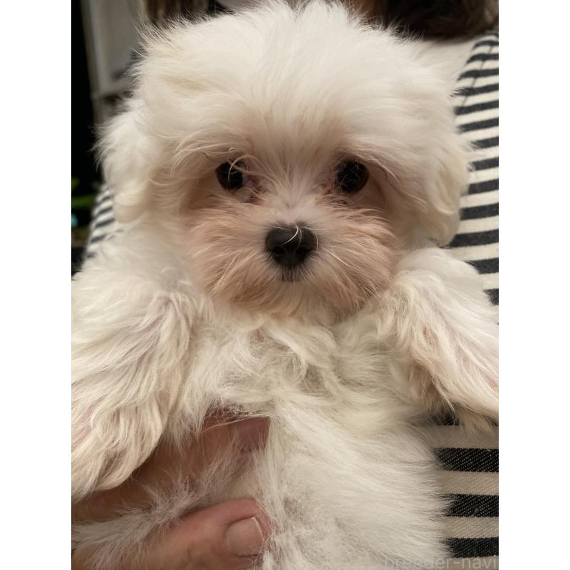販売中の沖縄県のマルチーズ-424150の5枚目