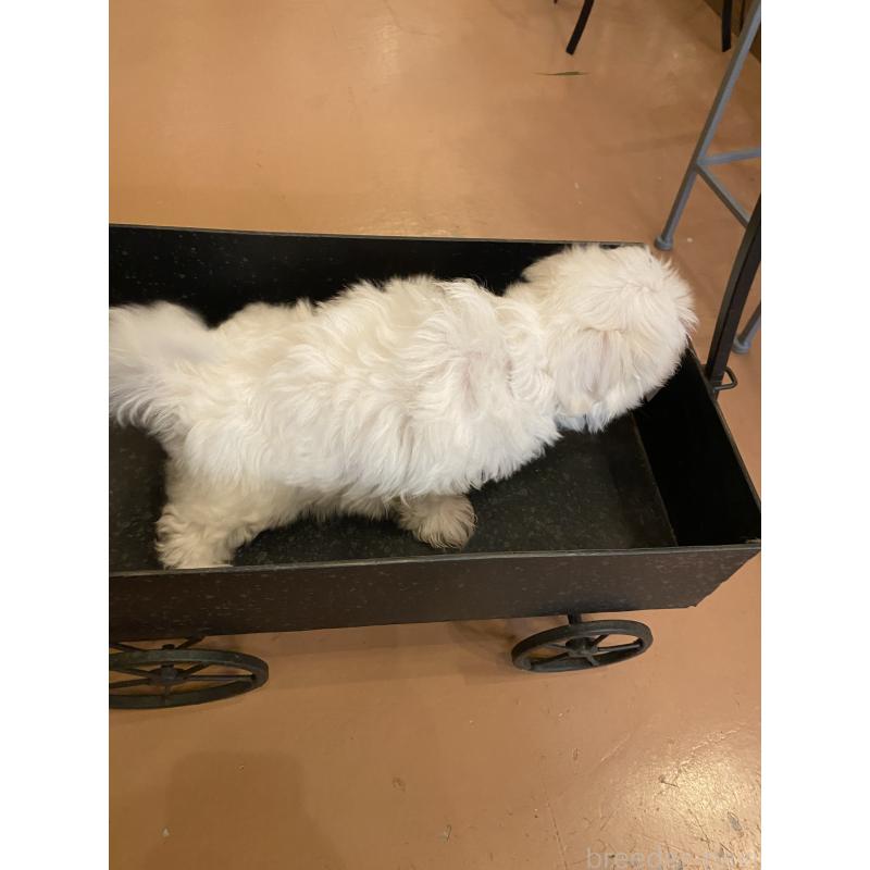 販売中の沖縄県のマルチーズ-424150の4枚目