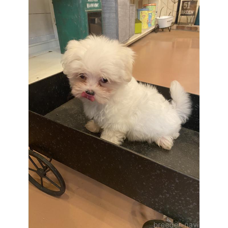 販売中の沖縄県のマルチーズ-424150の3枚目