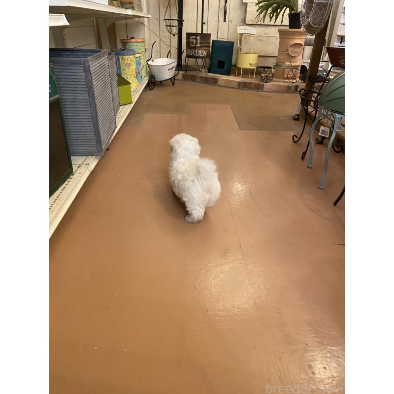 販売中の沖縄県のマルチーズ-424150の2枚目