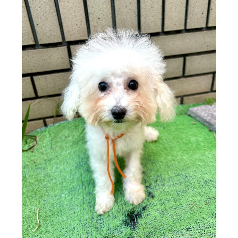 販売中の東京都のミックス犬-404061の15枚目