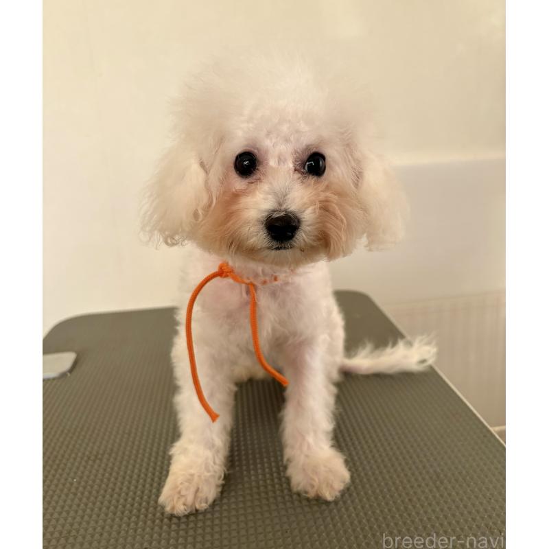 販売中の東京都のミックス犬-404061