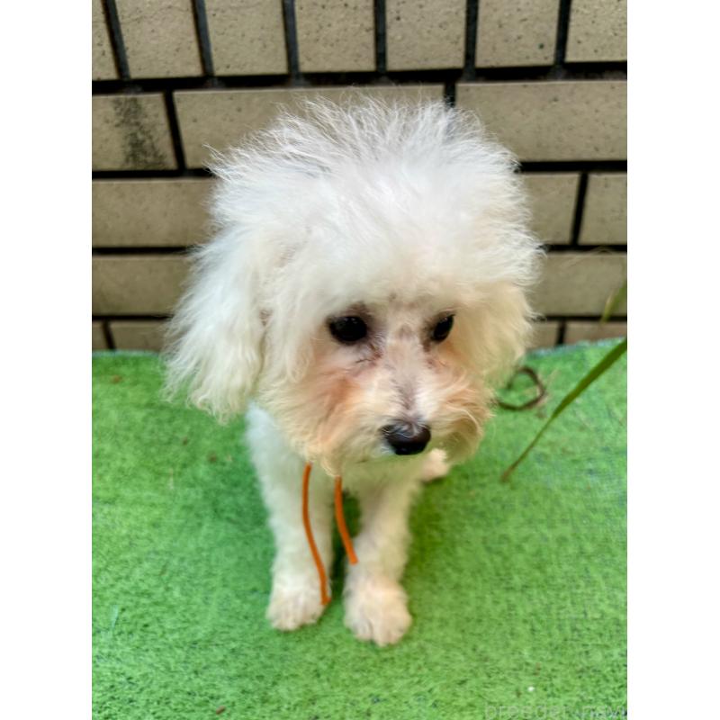 販売中の東京都のミックス犬-404061の13枚目