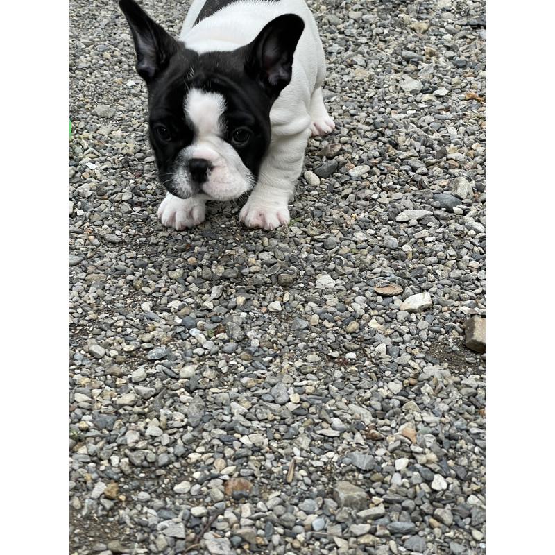 成約済の三重県のフレンチブルドッグ-417928の5枚目