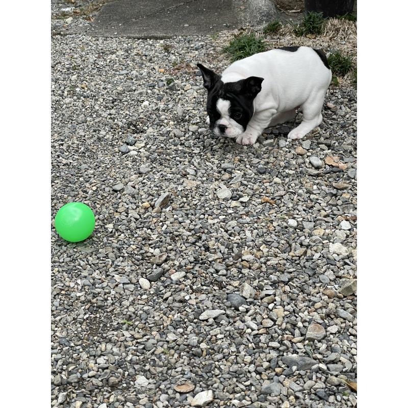 成約済の三重県のフレンチブルドッグ-417928の4枚目