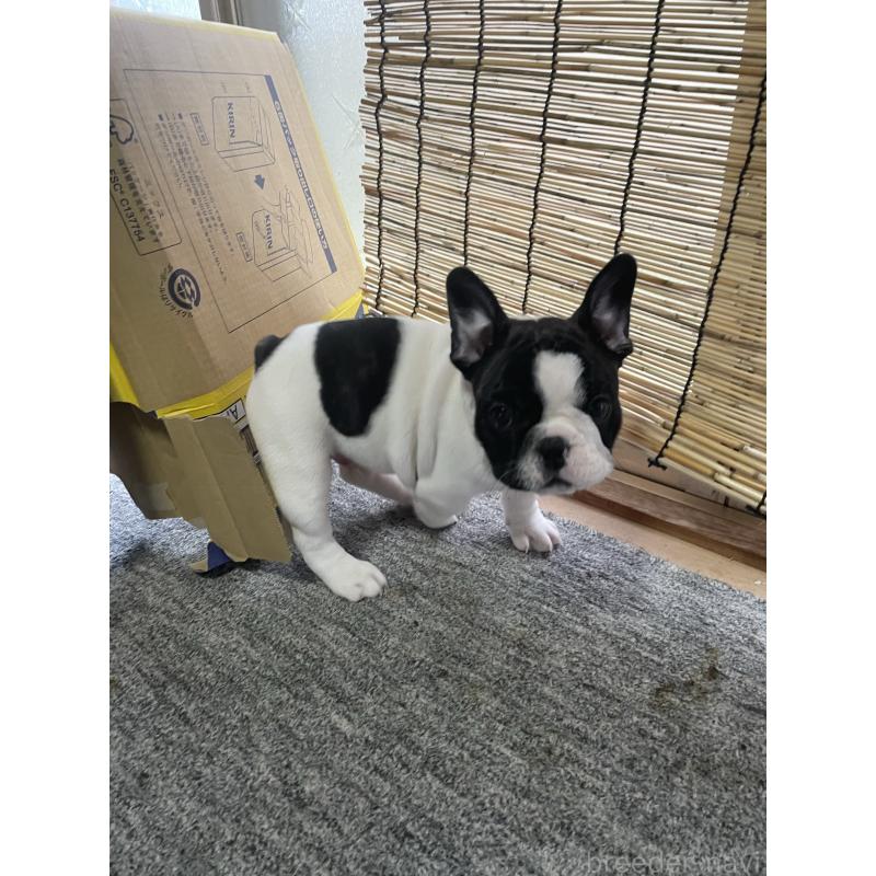 成約済の三重県のフレンチブルドッグ-417928の3枚目