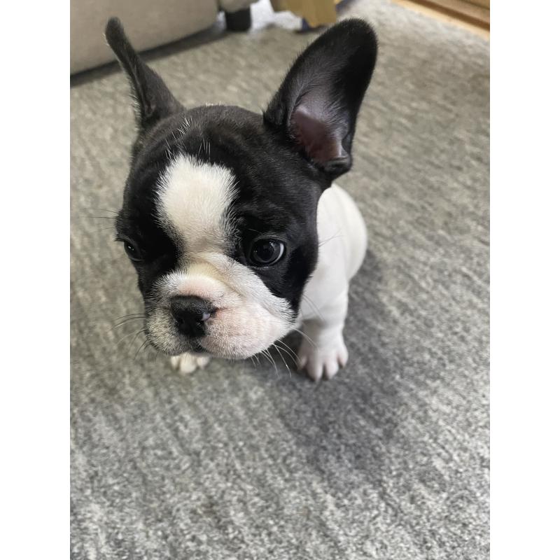 成約済の三重県のフレンチブルドッグ-417928の2枚目