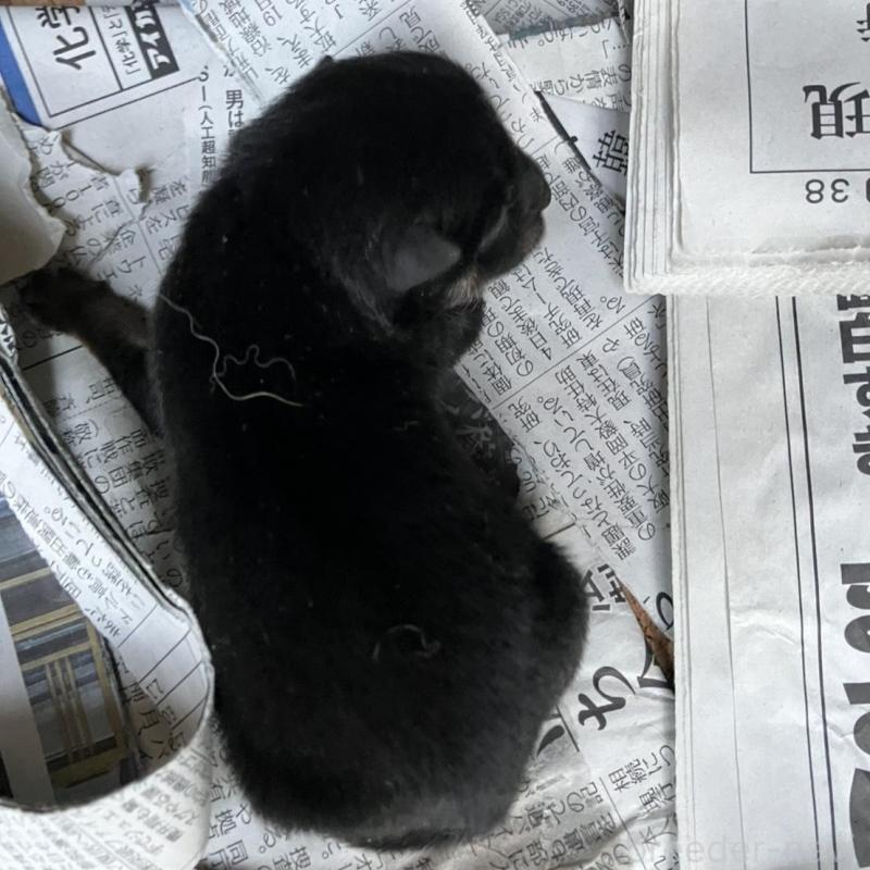 販売中の福岡県の豆柴-424151の1枚目