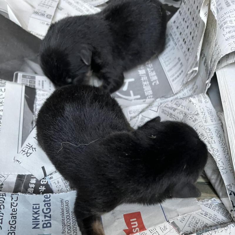 販売中の福岡県の豆柴-424151の3枚目