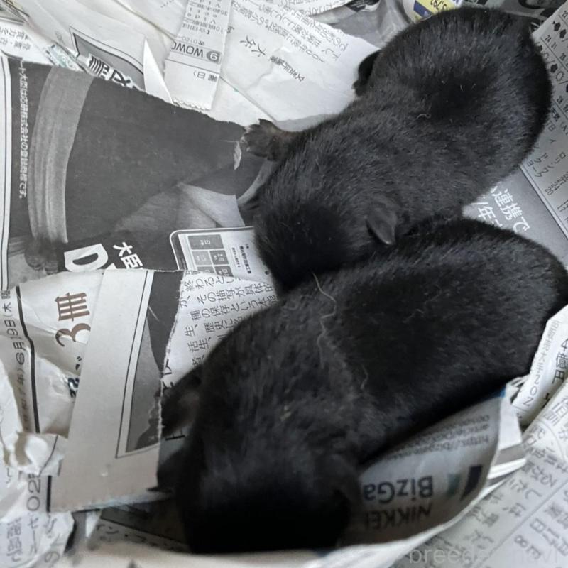 販売中の福岡県の豆柴-424151の2枚目