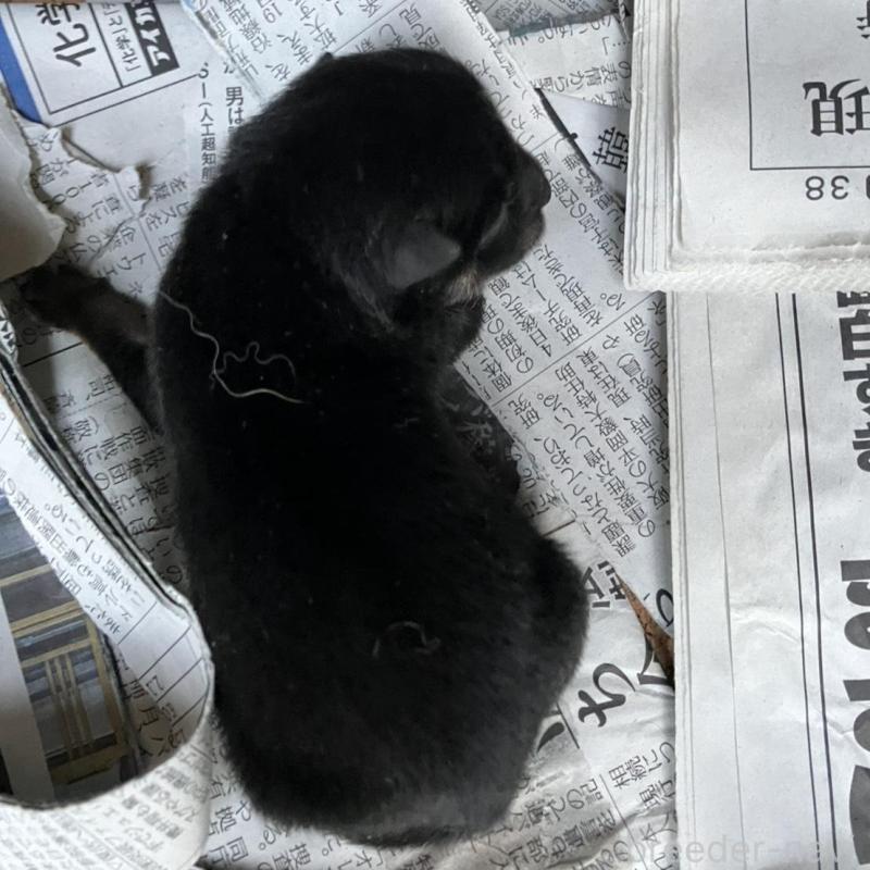 販売中の福岡県の豆柴-424152の1枚目