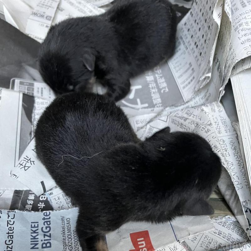 販売中の福岡県の豆柴-424152の3枚目