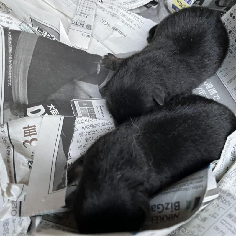 販売中の福岡県の豆柴-424152の2枚目