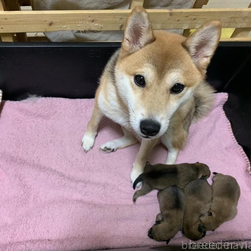 販売中の福岡県の豆柴-424153の3枚目