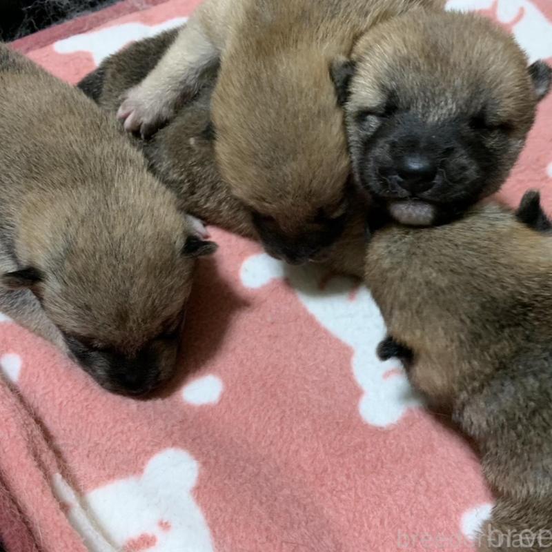 販売中の福岡県の豆柴-424153の2枚目