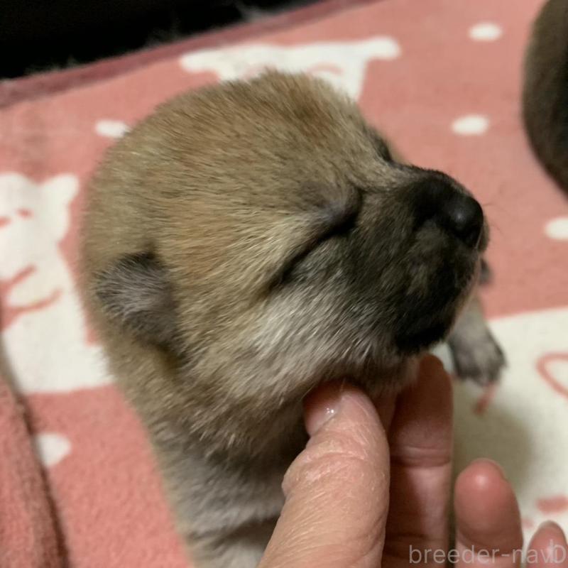 販売中の福岡県の豆柴-424153