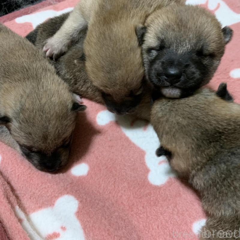 販売中の福岡県の豆柴-424155の2枚目