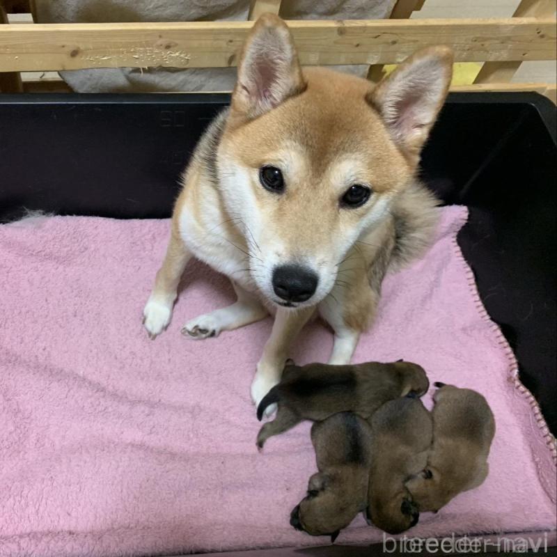 販売中の福岡県の豆柴-424156の3枚目