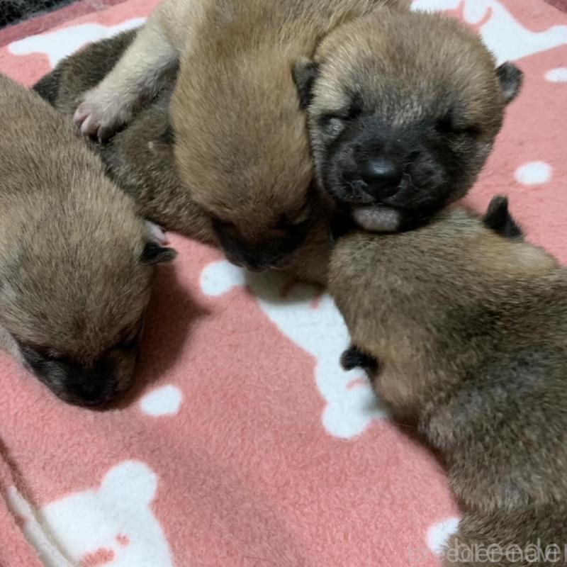 販売中の福岡県の豆柴-424156の2枚目