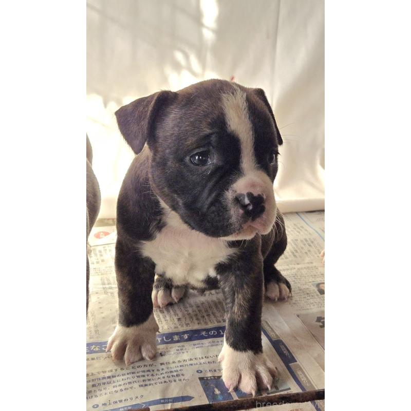 販売中の福岡県のアメリカンブリー-421825