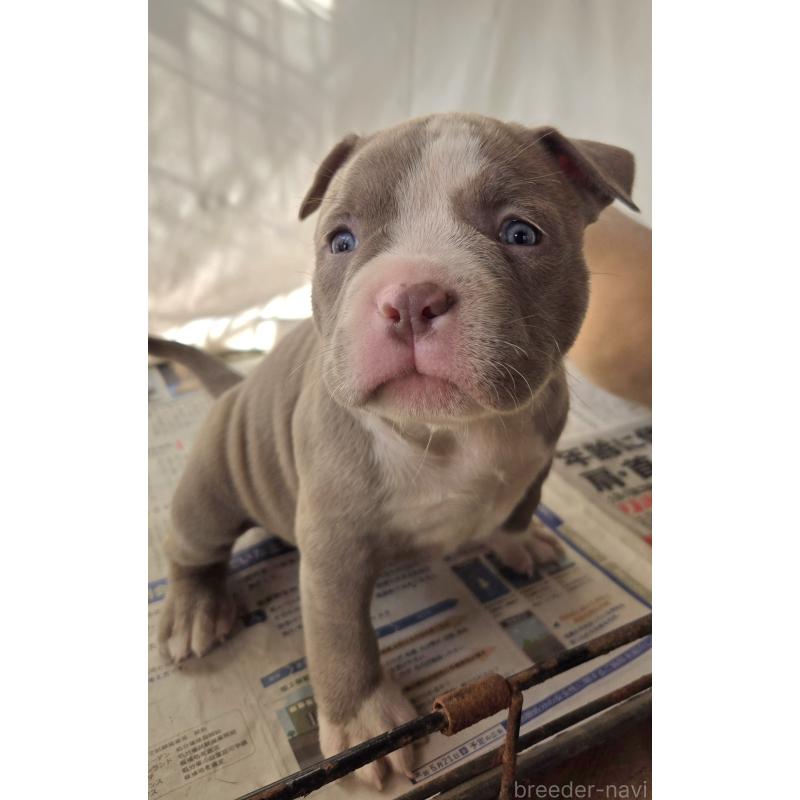 販売中の福岡県のアメリカンブリー-421827