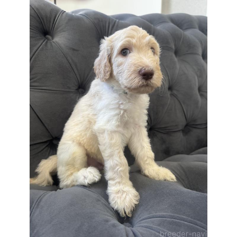 販売中の愛知県のゴールデンドゥードル:ゴールデンレトリーバー×プードル-415821の3枚目
