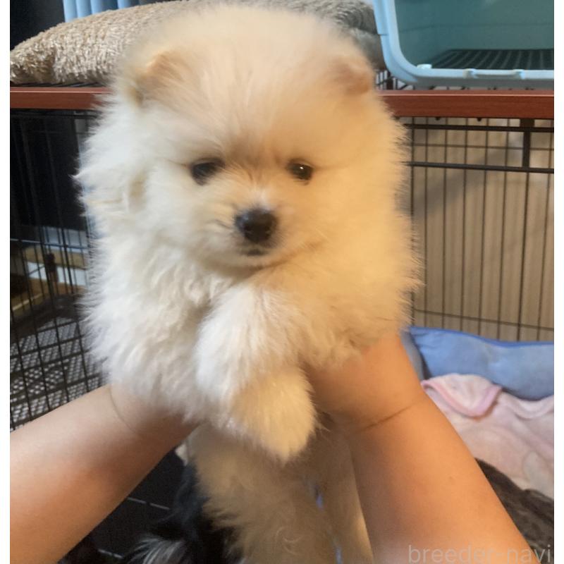 販売中の福岡県のポメラニアン-424343の3枚目
